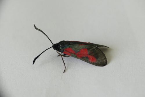 Zygaena trifolii
